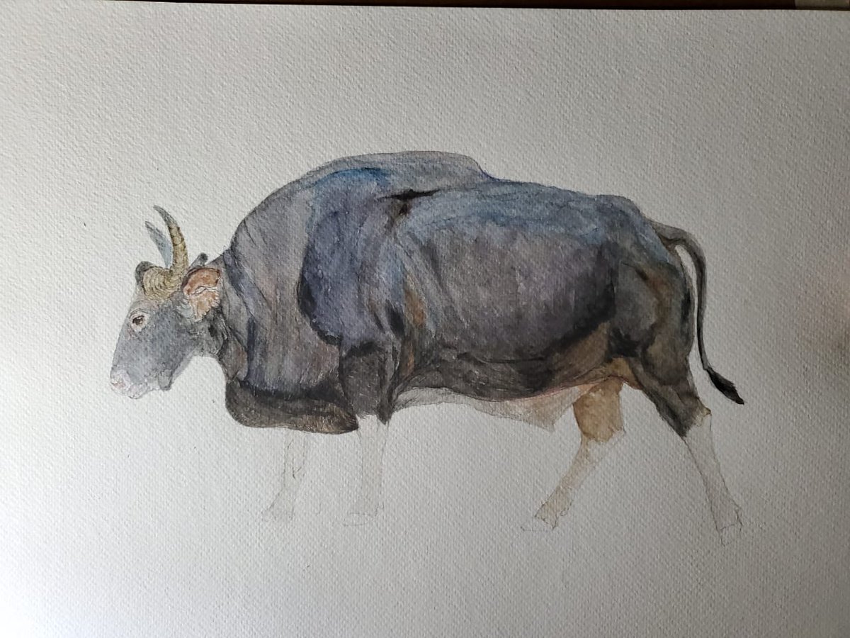 4012Tania's tweet photo. Sharing the progress of the series- Bovids of Bangladesh. Sadly, four out of six of these species are considered Regionally Extinct. Thanks to @CLPawards for supporting the @ProjectCarnivo1 and helping us to promote conservation through artwork!
 #WeAreCLP #bovids 
@MuntasirAkash https://t.co/Dwzo42Jox1