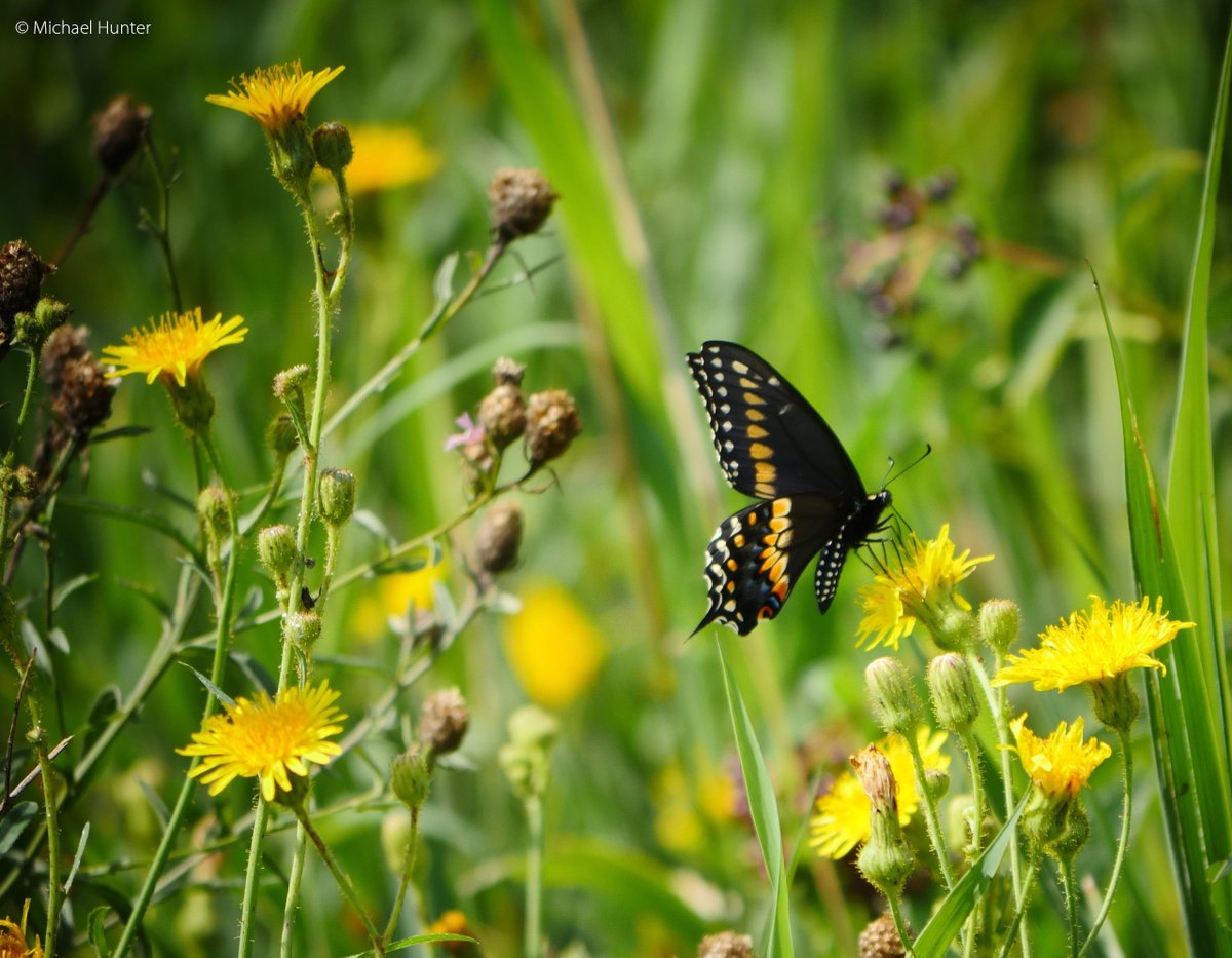Greenbelt Foundation (@greenbeltca) on Twitter photo When it comes to sustaining #biodiversity, it is critical that we understand the natural areas that we need to protect! With the support of the Foundation, <a href="/WCS_Canada/">WCS Canada</a> will identify and map Key Biodiversity Areas across the Greenbelt & southern Ontario. Stay tuned! #newgrant. When it comes to sustaining #biodiversity, it is critical that we understand the natural areas that we need to protect! With the support of the Foundation, <a href="/WCS_Canada/">WCS Canada</a> will identify and map Key Biodiversity Areas across the Greenbelt & southern Ontario. Stay tuned! #newgrant.