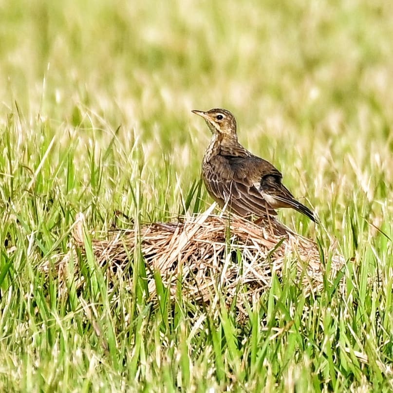 sliquer's tweet image. Feeling proud to be on top

#birdwatching #birdphotography #paddyfieldpipit