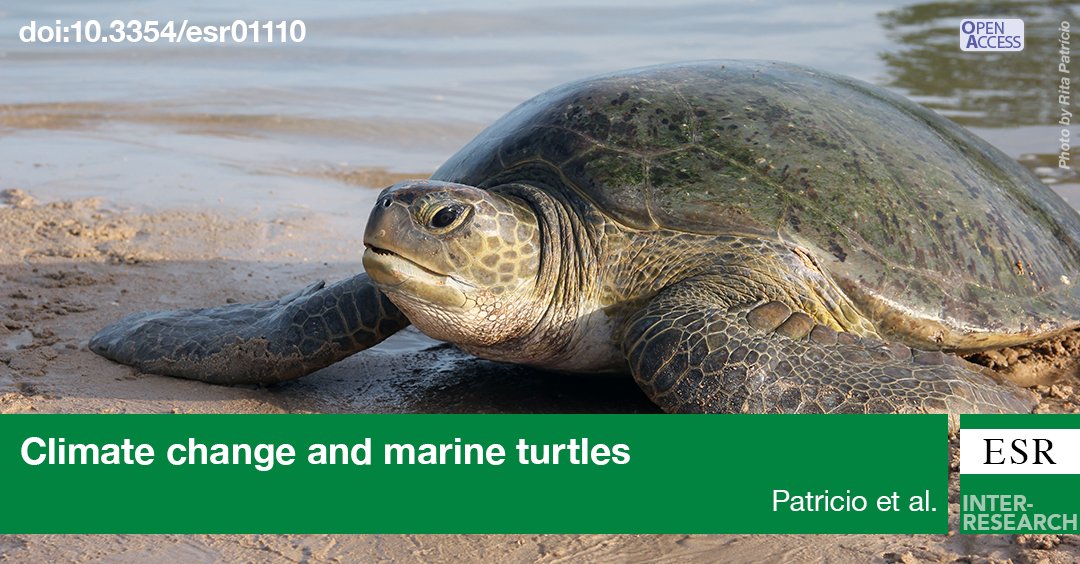 Want to learn about the impacts of climate change on sea turtles? Check out this new article which reviews the most recent literature on the topic, and highlights knowledge gains and research gaps.

Read full paper ➡️ bit.ly/esr_44_363