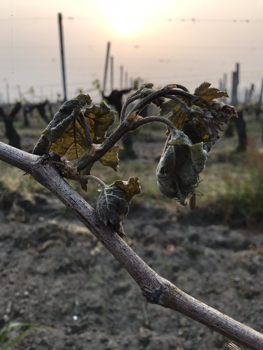 VoiceHenry's tweet photo. @JancisRobinson We’re forecasting close to 60% loss of crop in Saint Emilion https://t.co/m4rHaDVgqN
