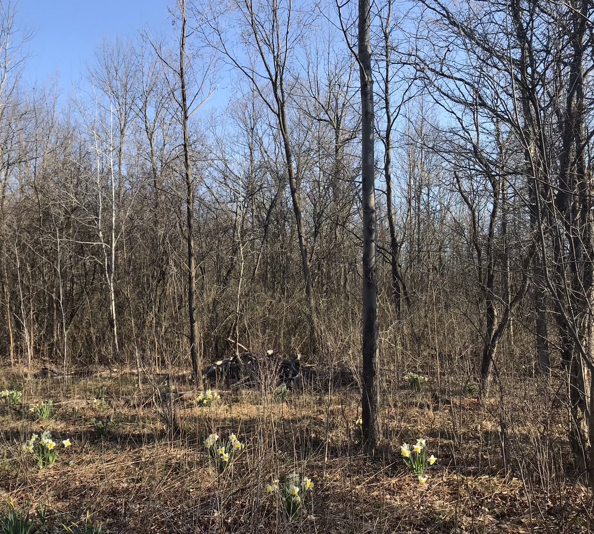melostrom's tweet photo. Whenever the #daffodils start blooming, I think about my former student Jolene who stopped by one weekend some 16 years ago when I was doing yard work & helped me plant bulbs—around the house, along with woods, in the meadow. Just about everywhere. #SweetStudent #HappyMemory🌼💚 https://t.co/Wh4Tk9qm2z