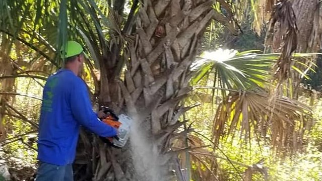 savemoretreesrv's tweet photo. Another gorgeous day in Lox!! 😁🌴 give us a call or text for a free estimate 561-513-7883
#treework #arborist #treefelling #SaveMoreTreeService #loxahatchee #treetrimming #royalpalmbeach https://t.co/JAQLYQ9Jrr