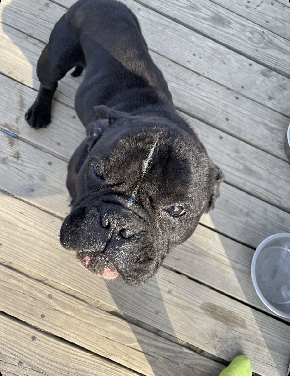 itspaigebbyx's tweet photo. Anyone interested in this lil guy? My brother rescued him but he does not get along with other dogs (which they have), he is also skiddish around children. Otherwise he’s friendly, just a lil anxious at first. https://t.co/JwwpioJ7lZ