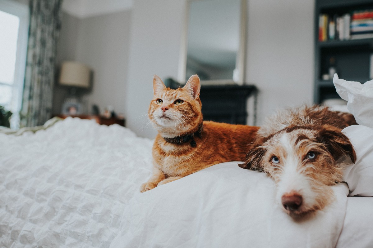 Pets at Home on Twitter "As the weather starts to get warmer, fleas