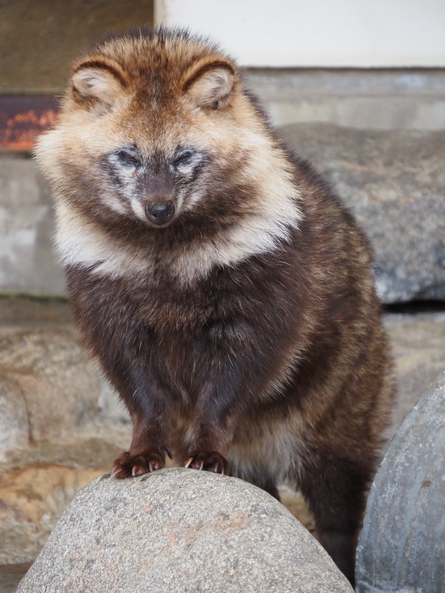 たぬきページ タヌキと2人暮らし】お座敷タヌキと遊んでみる。(Tanuki play with me