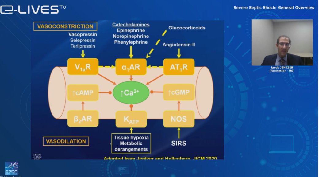 Revisiting some basic physiology on vasoactive drugs...Vasopressor and Inotrope Therapy in Cardiac Critical Care https://journals.sagepub.com/doi/abs/10.1177/0885066620917630