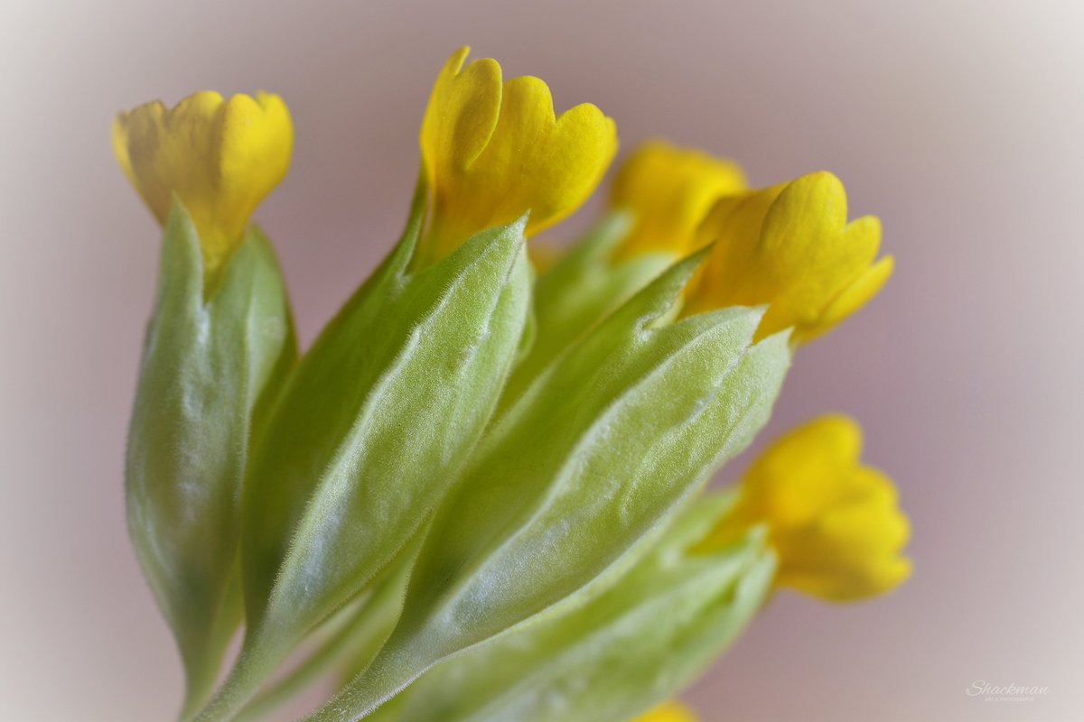 Yellow Shackman Shackman (@Villentrois) / Posts / X