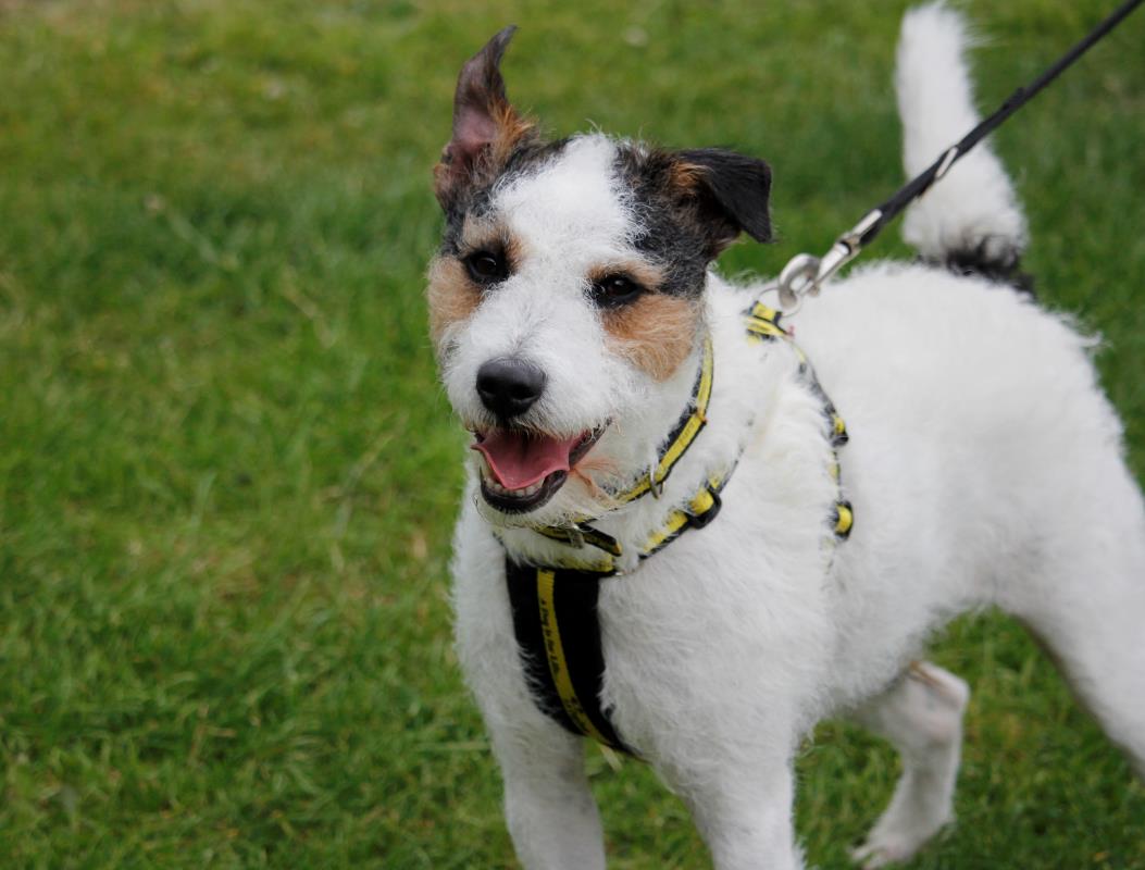 AdoptionsUk's tweet image. Please retweet to help Fidget find a home #BRIDGEND #Wales 🏴󠁧󠁢󠁷󠁬󠁳󠁿
Active Terrier aged 4, lots of energy, looking for an experienced adult home, only pet as has had some guarding and anxiety, could you offer this boy a forever home😍🍀👇
dogstrust.org.uk/rehoming/dogs/…
#dogs #pets #animals