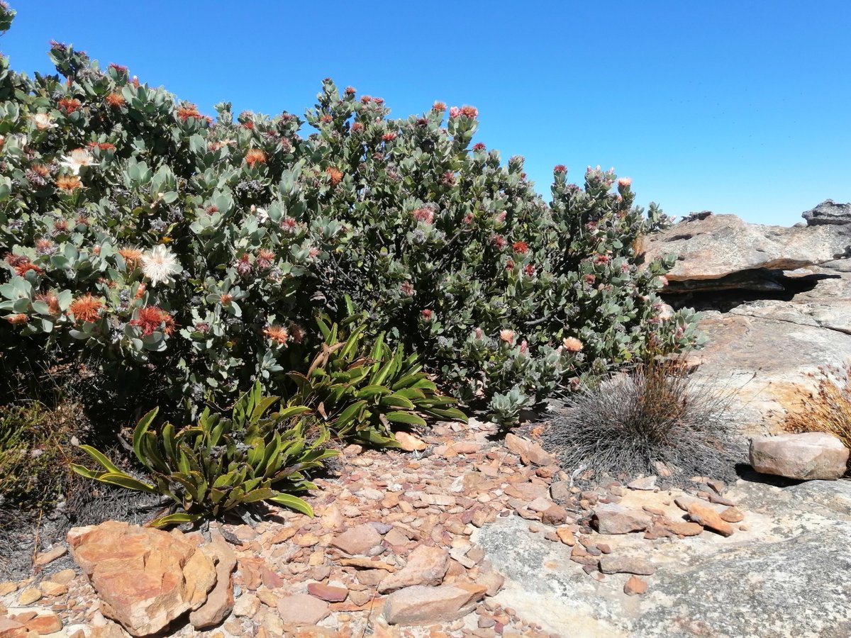 Martina Treurnicht (@fynbosser) on Twitter photo Post-weekend proceedings: high altitude Proteas - (non-flowering) Snow Protea (P. cryophila) and (flowering) Water Sugarbush (P. punctata) of #Sneeuberg (ca. 1800m) #Cederberg Carefully crafted by #MotherNature <a href="/RK_ct/">Rupert Koopman</a> <a href="/Saeonews/">SAEON</a> <a href="/CapeNature1/">CapeNature</a> @plantecol_hoh <a href="/JennyPaPB/">Jenny Parsons</a> @henounsch Post-weekend proceedings: high altitude Proteas - (non-flowering) Snow Protea (P. cryophila) and (flowering) Water Sugarbush (P. punctata) of #Sneeuberg (ca. 1800m) #Cederberg Carefully crafted by #MotherNature <a href="/RK_ct/">Rupert Koopman</a> <a href="/Saeonews/">SAEON</a> <a href="/CapeNature1/">CapeNature</a> @plantecol_hoh <a href="/JennyPaPB/">Jenny Parsons</a> @henounsch