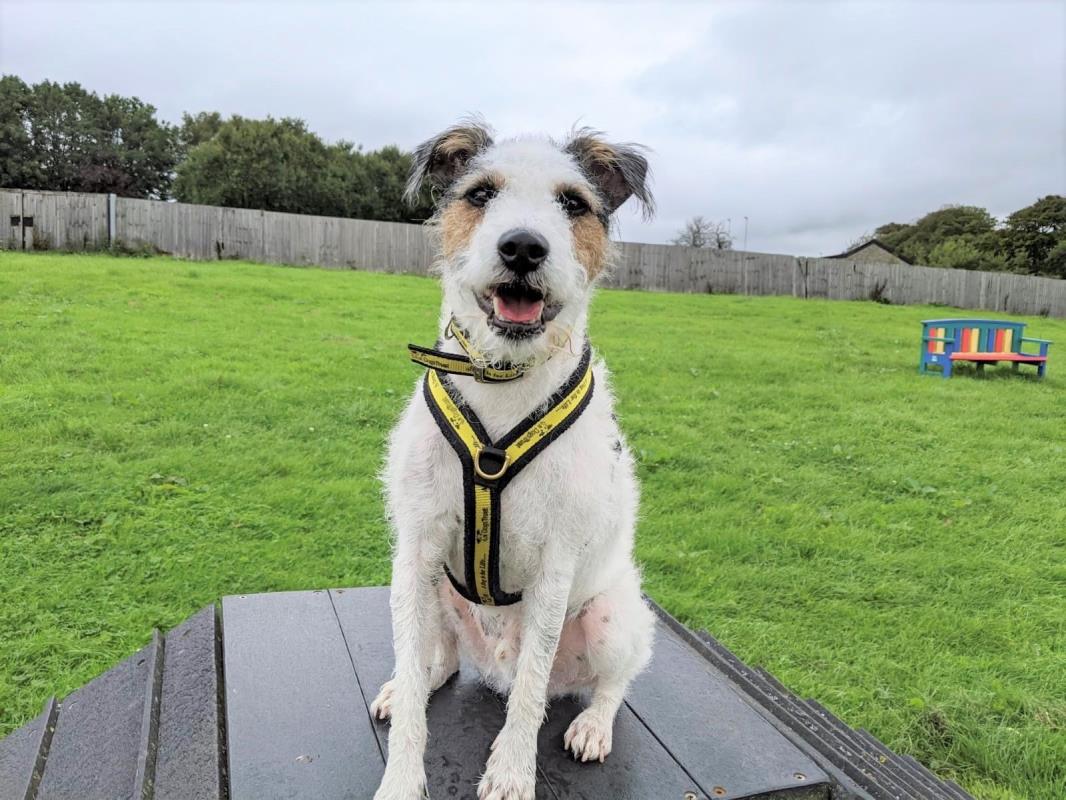 AdoptionsUk's tweet image. Please retweet to help Fidget find a home #BRIDGEND #Wales 🏴󠁧󠁢󠁷󠁬󠁳󠁿
Active Terrier aged 4, lots of energy, looking for an experienced adult home, only pet as has had some guarding and anxiety, could you offer this boy a forever home😍🍀👇
dogstrust.org.uk/rehoming/dogs/…
#dogs #pets #animals