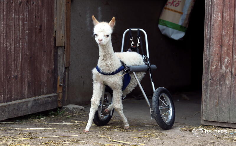 After bringing her new pet home to the farm near Frankfurt where she works, Pohl took Marie to a veterinarian, who amputated one back leg and put her in touch with a company that makes wheelchairs for animals