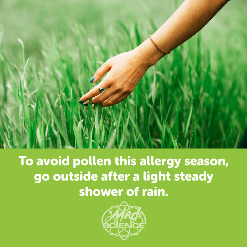 MadScienceDFW's tweet image. Allergies happen when our immune system overreacts to harmless substances in an attempt to protect us. To avoid pollen this allergy season, go outside after a light, steady shower of rain.