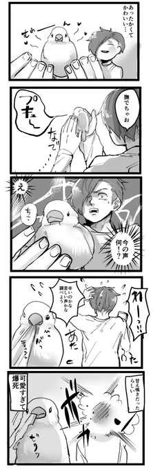 文鳥初心者  #文鳥 #漫画が読めるハッシュタグ 