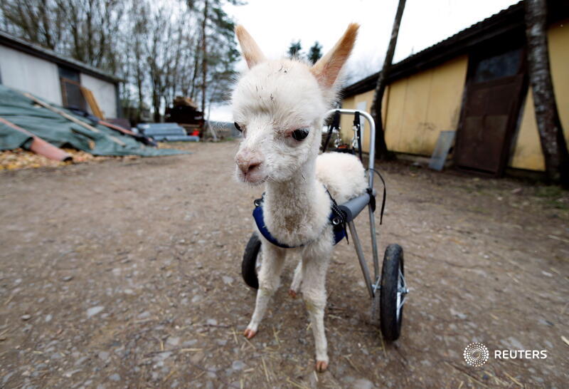 Orphaned and disabled, Marie the baby alpaca walks again with her own set of wheels  https://reut.rs/3t2NUbB 