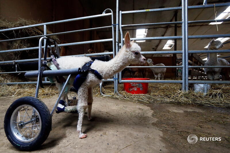 Marie’s back legs were left damaged by a traumatic birth that killed her mother and her sister.‘She was hopping around as if she wanted to show everyone she has a strong character and wants to live,’ said Ronja Pohl, who first saw the disabled baby alpaca at a friend’s farm
