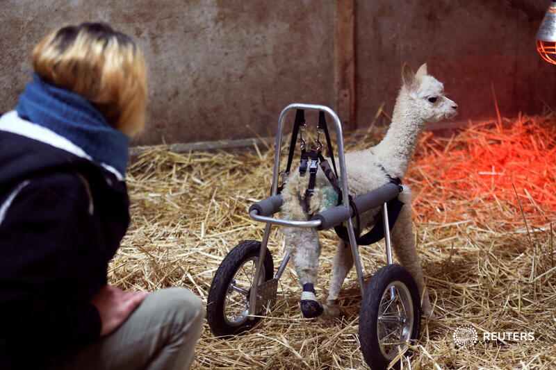 Marie, strapped into her bespoke wheeled frame and harness, now totters happily around Pohl’s barn.‘She solves a lot of problems herself. If she falls over, she will get up on her own - if she feels like it,’ Pohl said  https://reut.rs/3t2NUbB 