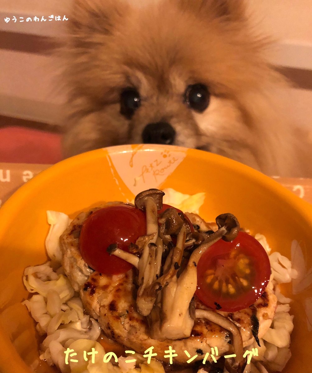 かとうゆうこ ペットに手作り食 ゆうこのわんごはん 4 8 今夜のわんごはんは たけのこチキンバーグをぺろりんこ ゆうこのわんごはん わんごはんレシピ ポメラニアン ポメラニアンえびす たけのこチキンバーグ 犬とおそろいごはん 犬ごはん