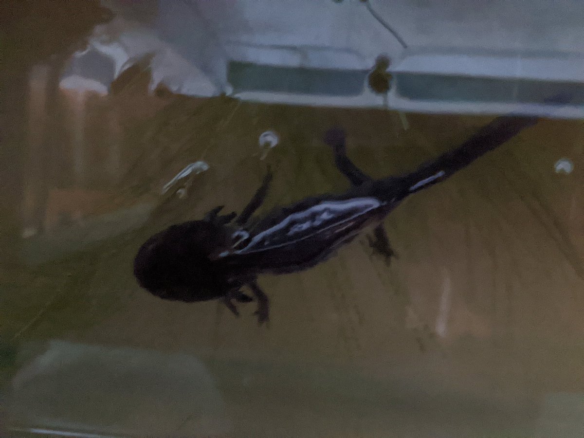 We went to a sanctuary for axolotls. Search Google Images for them. Unfortunately the sanctuary was a bit underwhelming. They look totally extraterrestrial when they are younger. Fascinating creatures & history