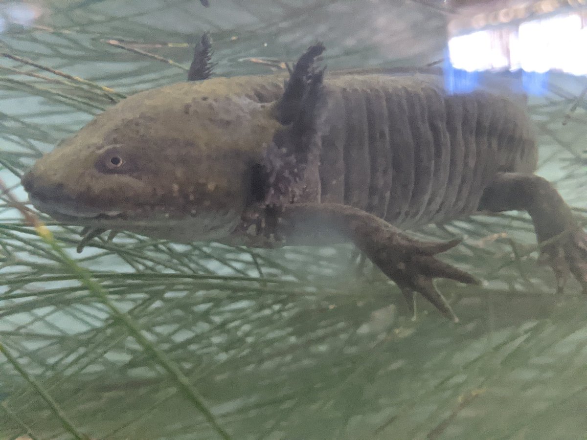 We went to a sanctuary for axolotls. Search Google Images for them. Unfortunately the sanctuary was a bit underwhelming. They look totally extraterrestrial when they are younger. Fascinating creatures & history