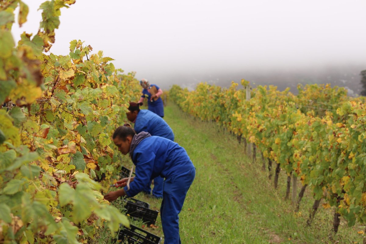 HARVEST NEWS - "The 2021 vintage is a small, beautiful crop &amp; I'm particularly enamoured with the standout Pinot Noir Grapes” ~ JC Martin creationwines.com/2021/happy-har…
#lovecreationwines #creationinnovation #pinotnoir #petitverdot #Chardonnay #harvest2021 #creationharvest  #coolclimate