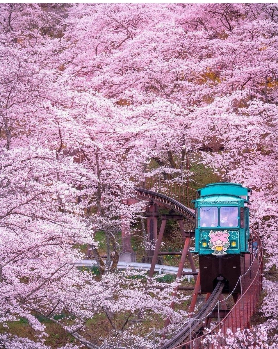 Moonmoon11's tweet photo. Amazing Cherry Blossom in Japan 🌸🌸🌸
Credit: #tankensurujapan #cherryblossom #sakura #summer #Japan https://t.co/WwoiOqLBjW