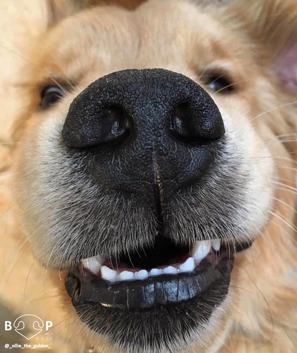 Boop 👆
📷: @_ollie_the_golden_
🐶: Golden Retriever
#boopmynose