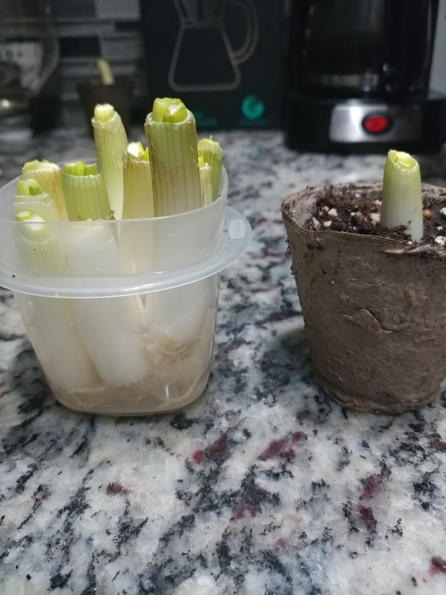 DemetersWay's tweet image. Green onions.. from sprout!! 🌱
#wastenotwantnot #kitchengardening #ChicagoGrower #UrbanGardening #DemetersWay