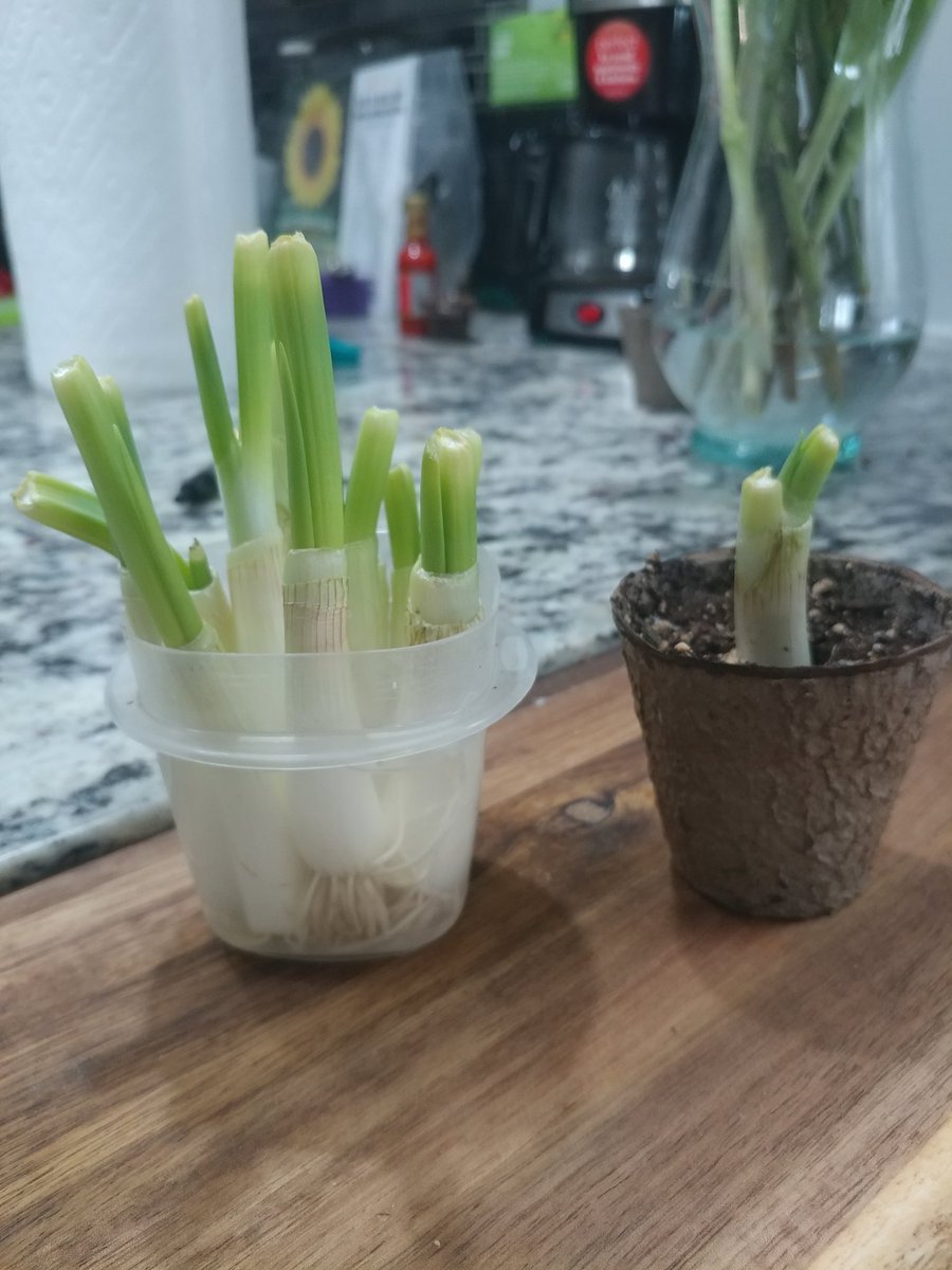 DemetersWay's tweet image. Green onions.. from sprout!! 🌱
#wastenotwantnot #kitchengardening #ChicagoGrower #UrbanGardening #DemetersWay