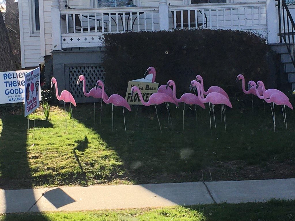 projectgradwlfd's tweet photo. Watch out Wallingford!!!😵
🦩🦩The Flocking has begun🦩🦩

If you have any questions please feel free to shoot us a message!!! https://t.co/8eCJiBm1wq
