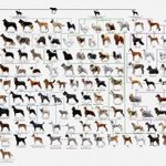 犬図鑑 という犬の系統樹のアプリがあるんだけどこれを眺めているだけで時間が無限に溶けていく Togetter 犬図鑑 という犬の系統樹のアプリがあるんだけどこれを眺めているだけで時間が無限に溶けていく Togetter