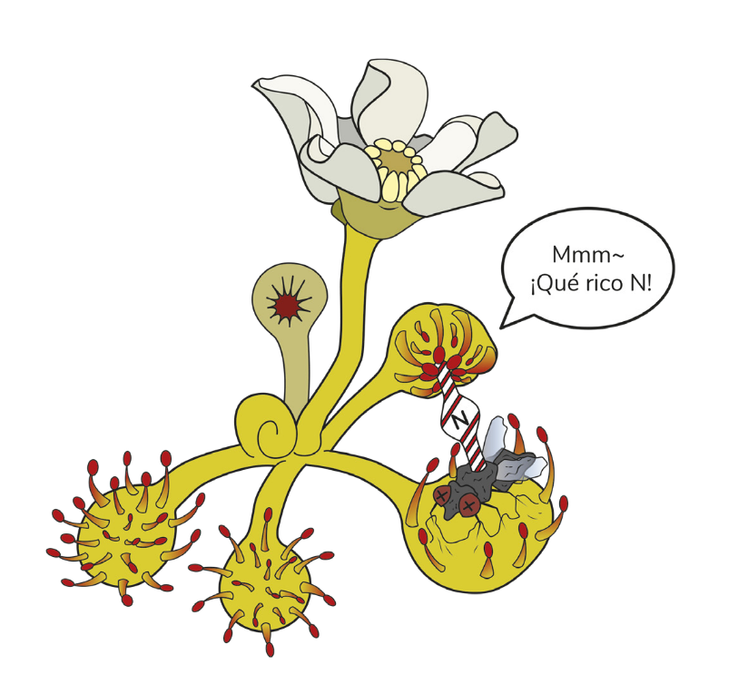 exploravalpo's tweet image. En el mes del libro📚, les compartimos uno muy interesante: "1⃣0⃣ cosas increíbles sobre las plantas que (probablemente) no sabías" del Dr Cristian Atala Bianchi de @pucv_cl e ilustrado por Camila Sepúlveda Venegas explora.cl/valparaiso/dat… #CulturaCientífica #Valparaíso