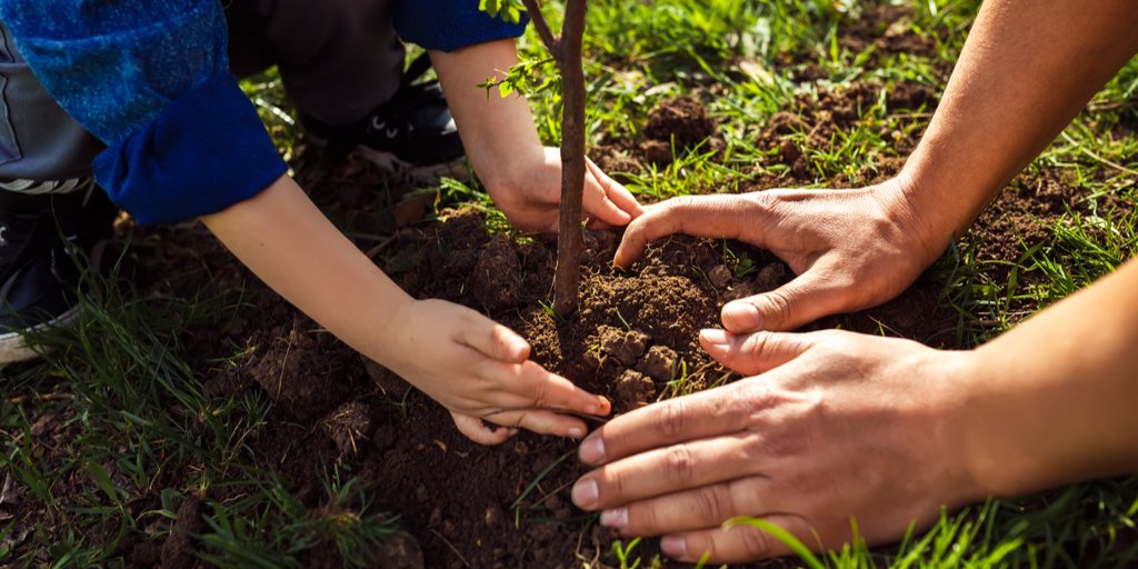 Planting plus. Посадка деревьев. Высаживание деревьев. Сажание деревьев. Посадить дерево.