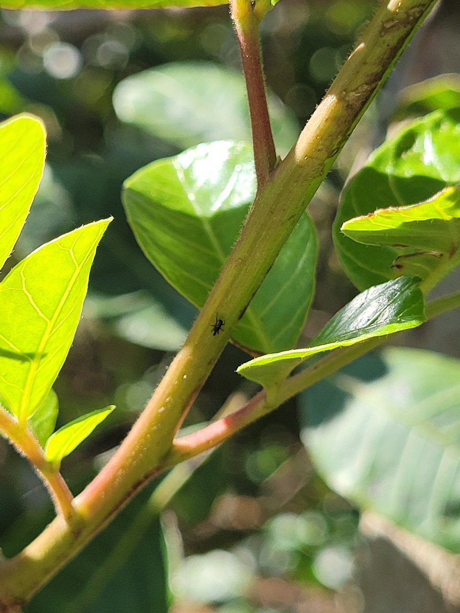 c_minteer's tweet photo. In today's game of find the Brazilian peppertree thrips, some of them made it easier than others. The insects may be hard to find, but their damage is not! Can you find the thrips in these photos? #gatorday #minteerlab #UFBiocontrol https://t.co/kVU7kk96Sc