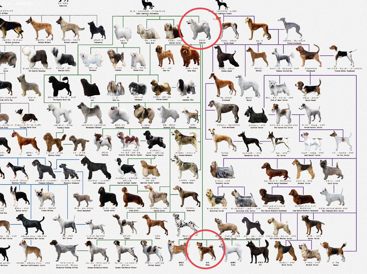 犬図鑑 という犬の系統樹のアプリがあるんだけどこれを眺めているだけで時間が無限に溶けていく Togetter 犬図鑑 という犬の系統樹のアプリがあるんだけどこれを眺めているだけで時間が無限に溶けていく Togetter