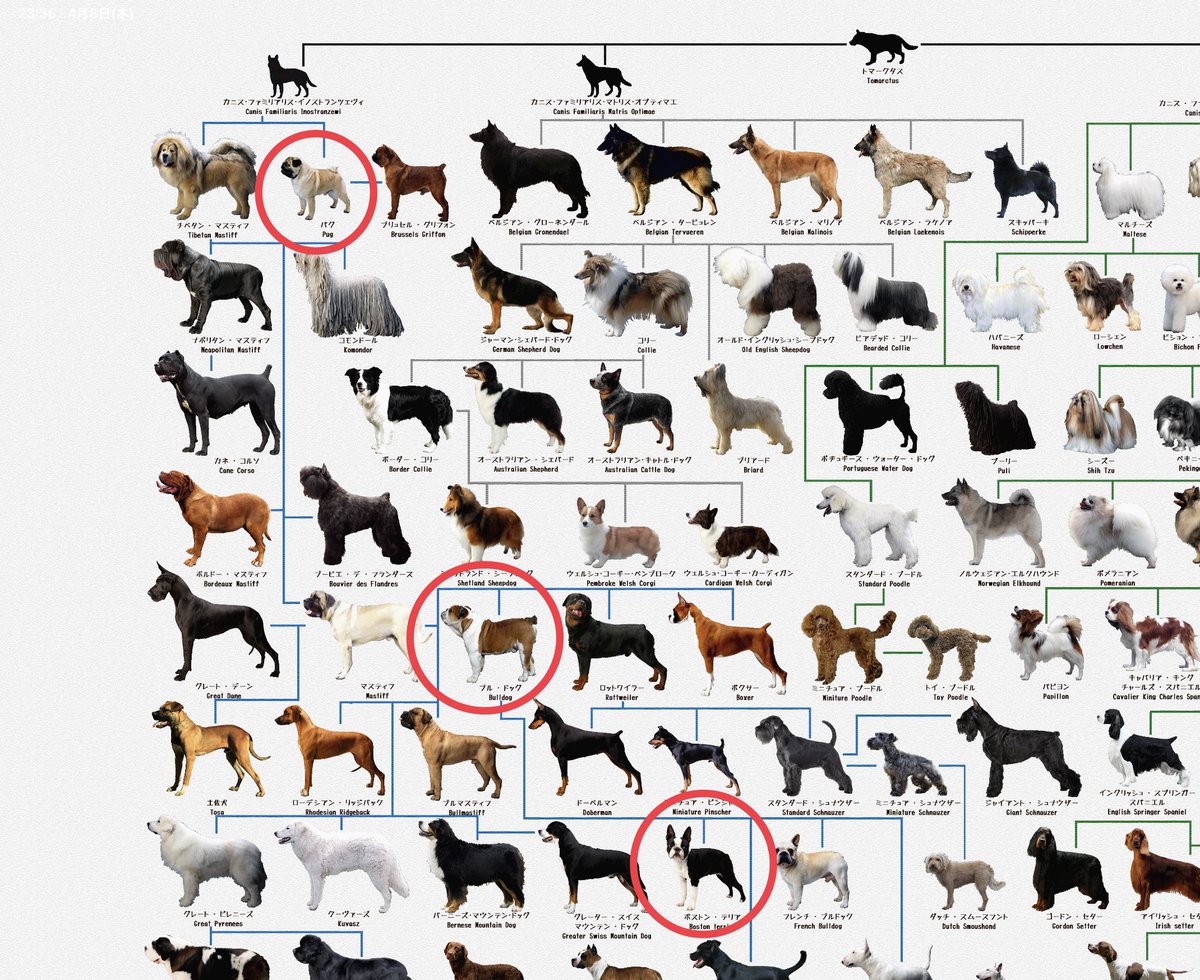 犬図鑑 という犬の系統樹のアプリがあるんだけどこれを眺めているだけで時間が無限に溶けていく Togetter