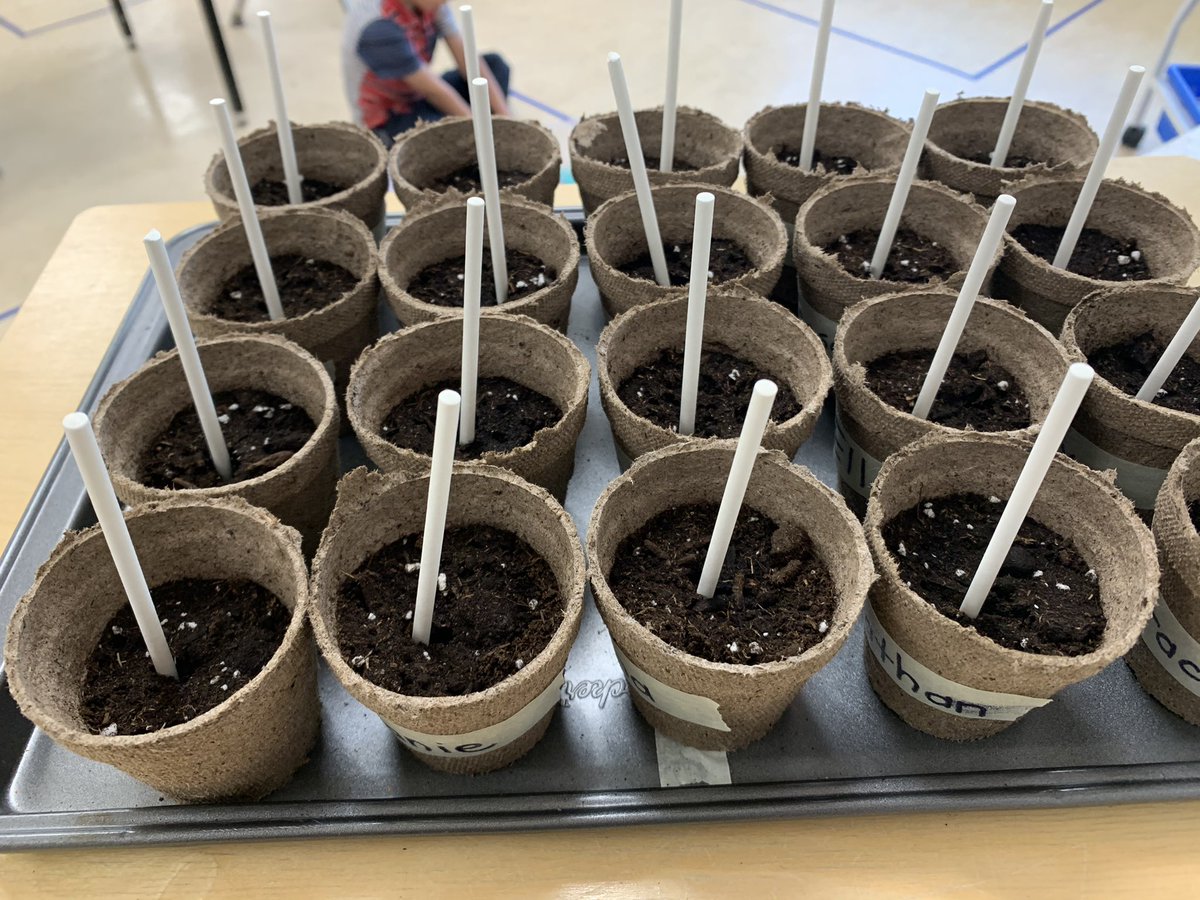 bluecastle24's tweet photo. The jelly beans we planted have started to grow! Some friends think they are growing into flowers. One friend thinks they are growing into candles and another thinks lollipops. Stay tuned...@QEPSKnights https://t.co/ycqvM0kdDn