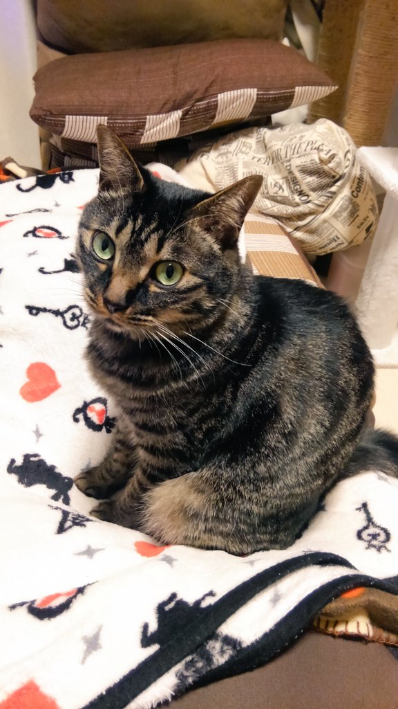 マーくん にゃんぽこダイエット中 V Twitter 本日5 8 寝ぼけてる キジトラ 猫のいる暮らし 猫のいる生活 猫好きな人と繋がりたい