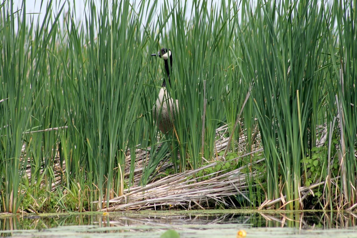 KawarthaLandTrust tweet media