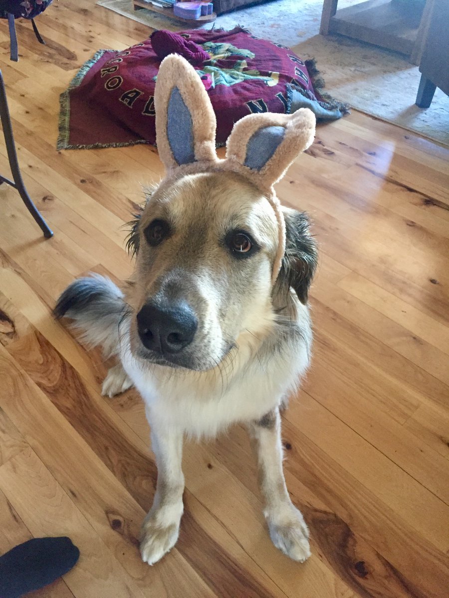 julie_teel's tweet photo. @CenterForBioDiv @WhiteHouse @EPA Please do not poison us and our wild brothers and sisters @WhiteHouse and @EPA protect dogs, people & wildlife from dangerous pesticides. #RecallSerestoCollars https://t.co/TDhPSOLaXf
Replying to @CenterForBioDiv @WhiteHouse and @EPA https://t.co/J0G8bc46RQ