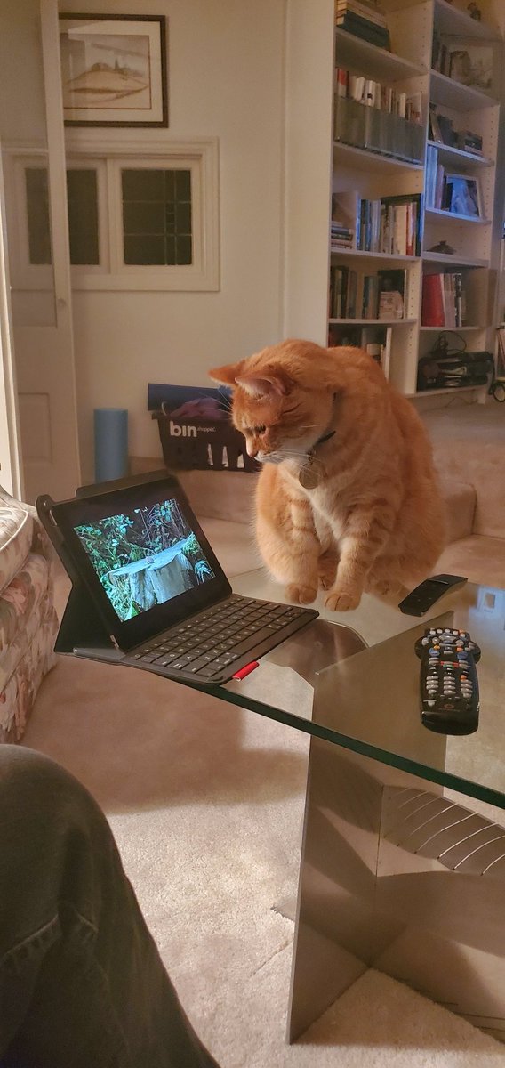 DrGoldenson's tweet photo. @JonathanCOnP Captured right  before he slapped the iPad off the table https://t.co/4VK7Y41J8j