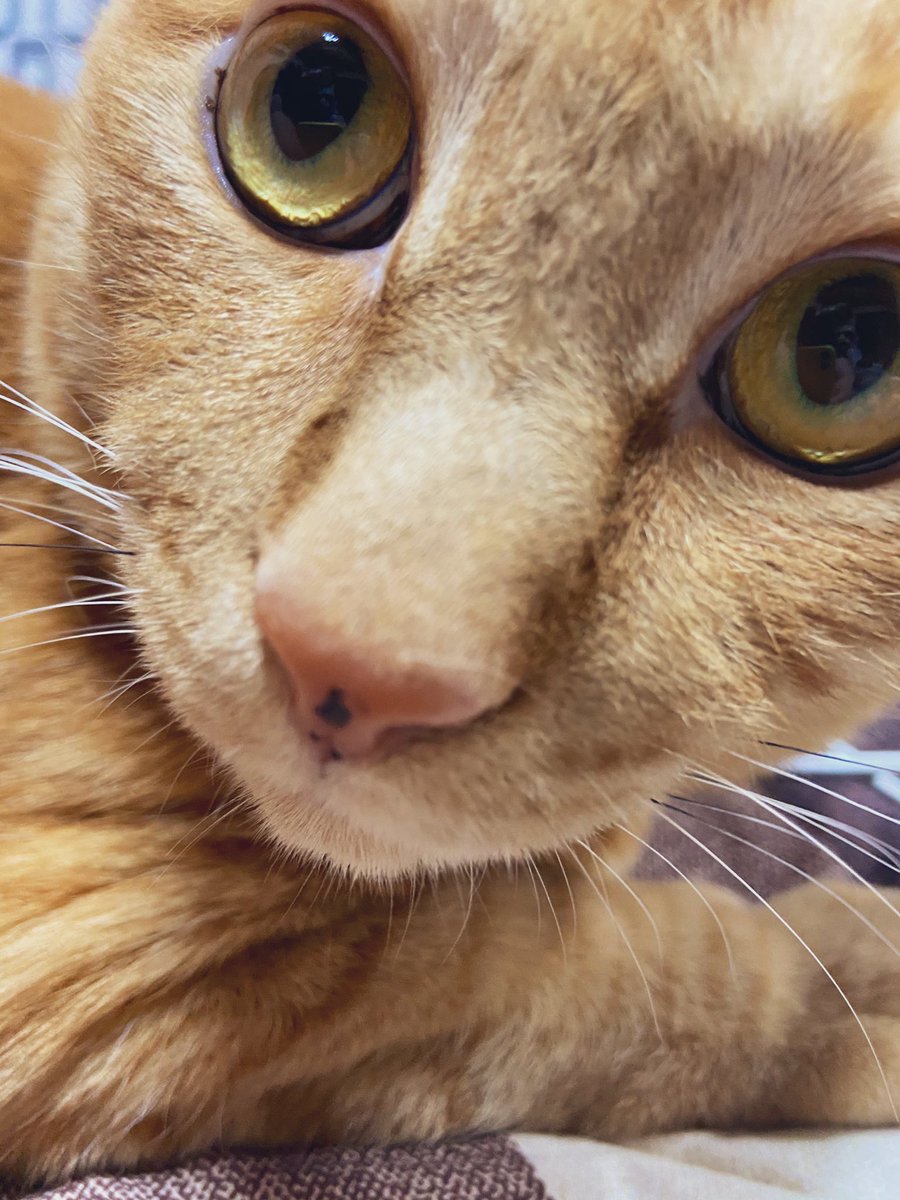 影千代 はい今日もかわいい 茶トラ 猫好きさんと繋がりたい 猫のいる暮らし 猫が好きすぎる ぬこ 影千代 はい今日もかわいい 茶トラ 猫好きさんと繋がりたい 猫のいる暮らし 猫が好きすぎる ぬこ