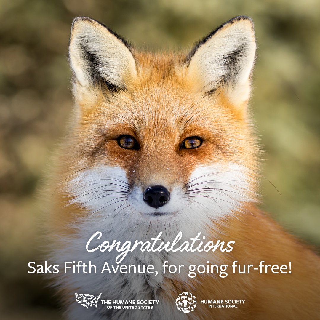 Humane World for Animals tweet media