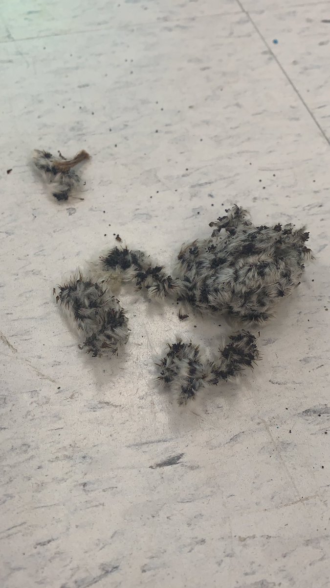 Notre classe PMJE fait une enquête ! Pouvez-vous nous aider à trouver ce que c’est ? <a href="/CoupalR/">Roxanne Coupal</a> <a href="/Chantal_EAO/">Chantal Eversfield</a>