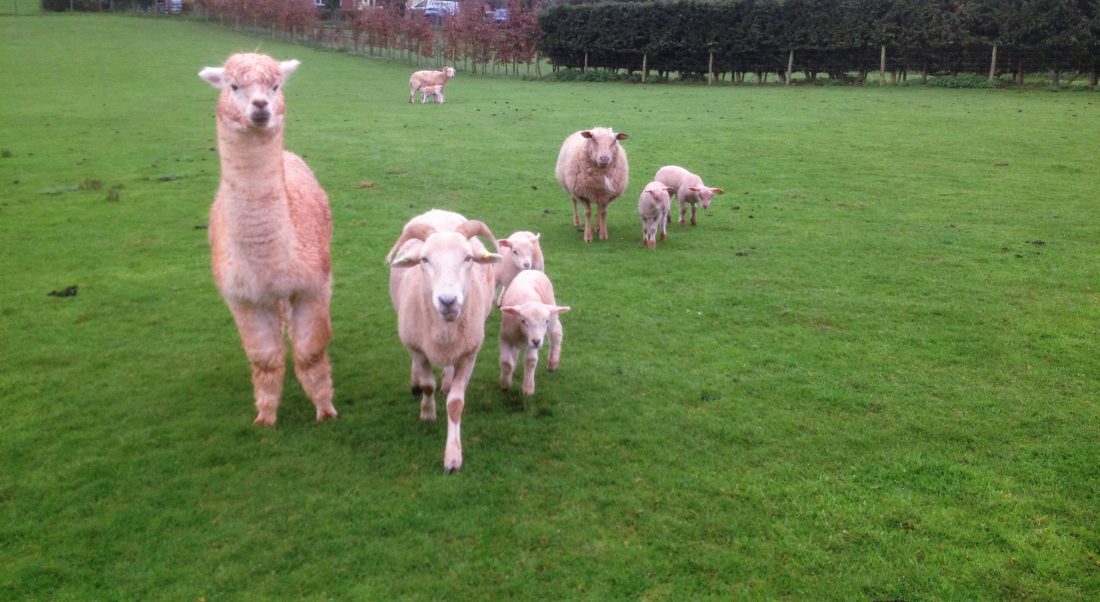 Did you know Alpacas are very protective! Check out this article on how they protect not only Children but Sheep too!!
ow.ly/JIgq50EjOdc
#protectyourflock #Gentle #Socks