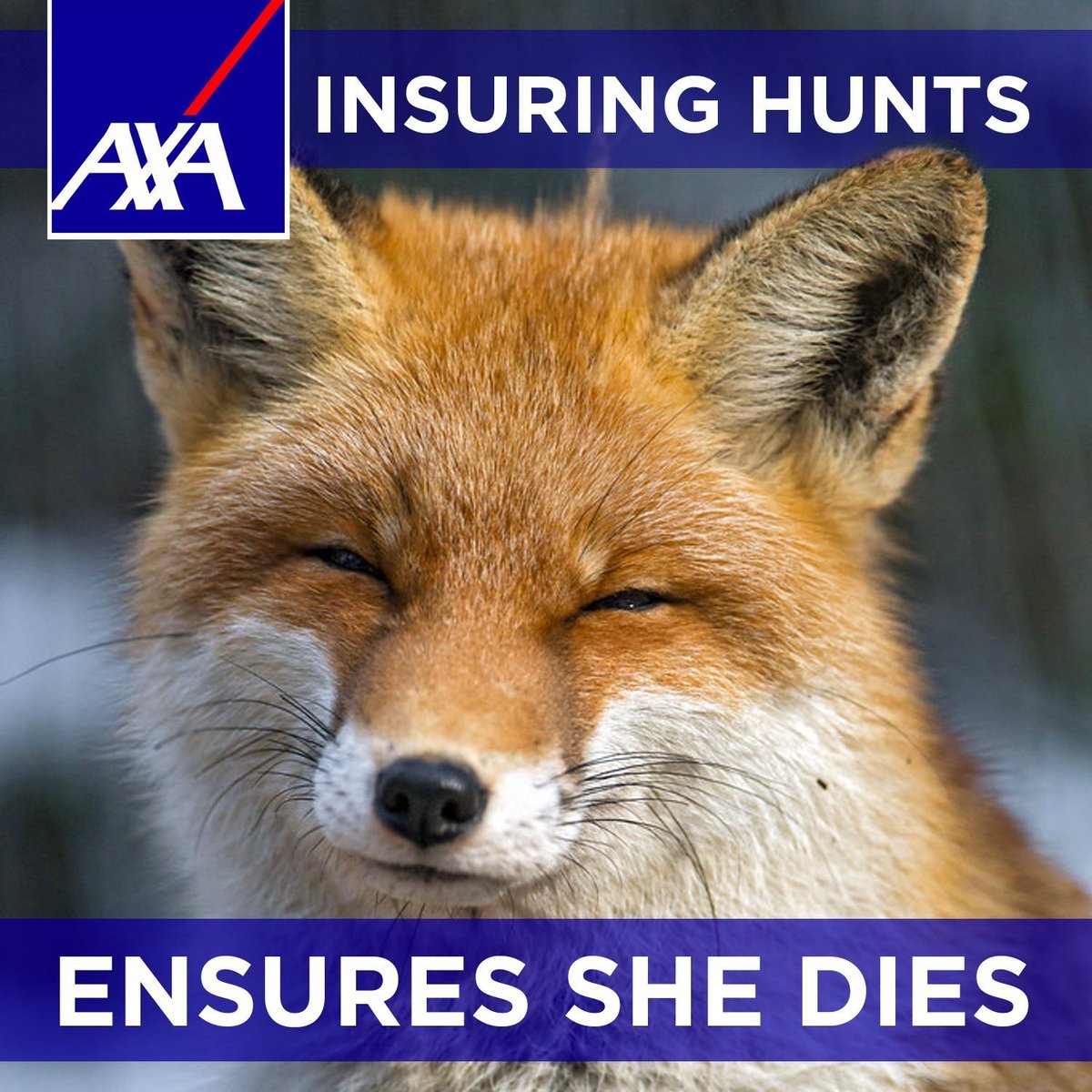 West Yorkshire Hunt Sabs tweet media
