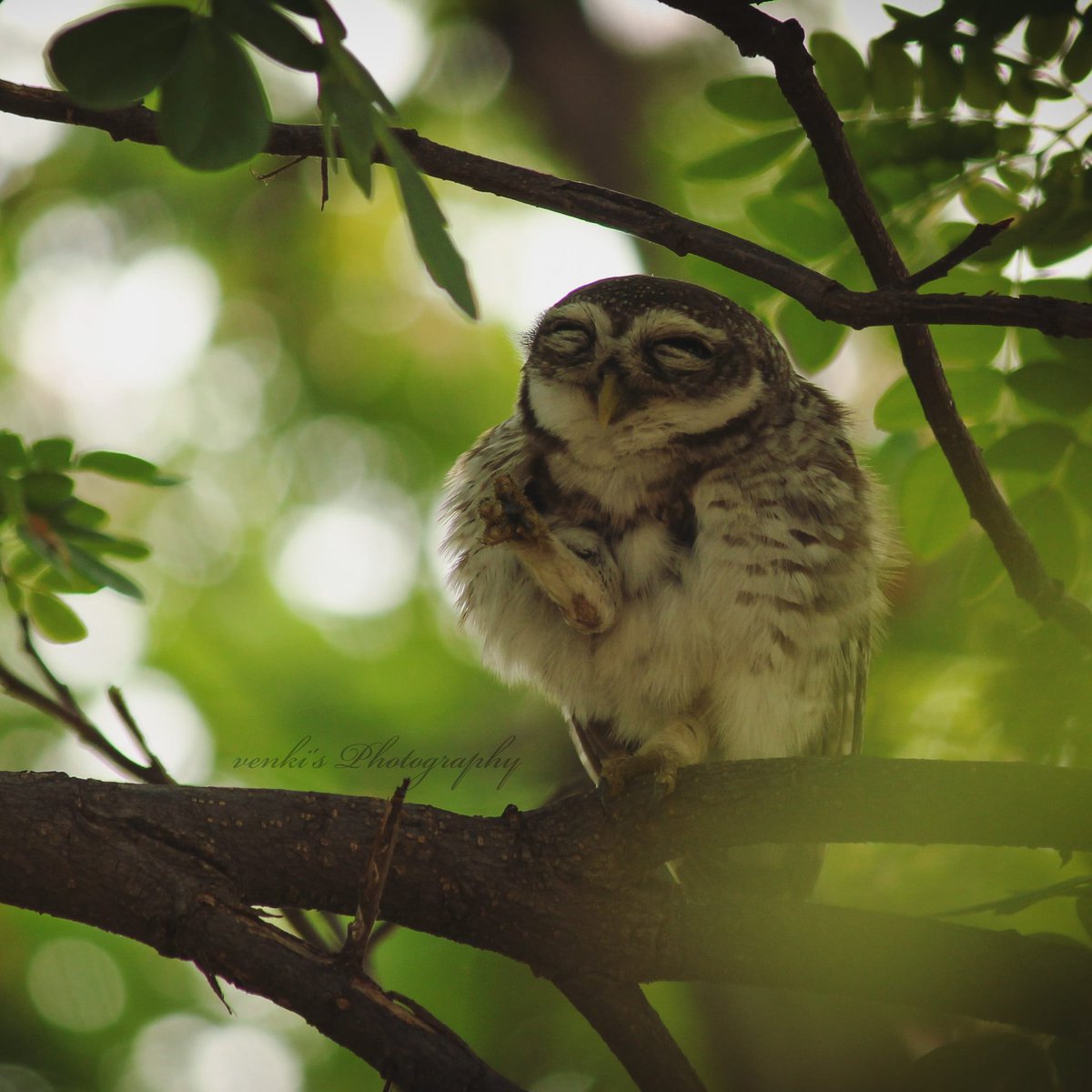 Cuteness overload.

#spottedowl #birdsoftamilnadu #indianphotography #bbcwildlife #bbcearth #natgeoyourshot #natgeobirds #nammapakshigalu #nifhivefeature #natgeoindia #naturinfocus #natgeomoment #discoverearth #discoverywild #nuts_about_birds #spottedowlet