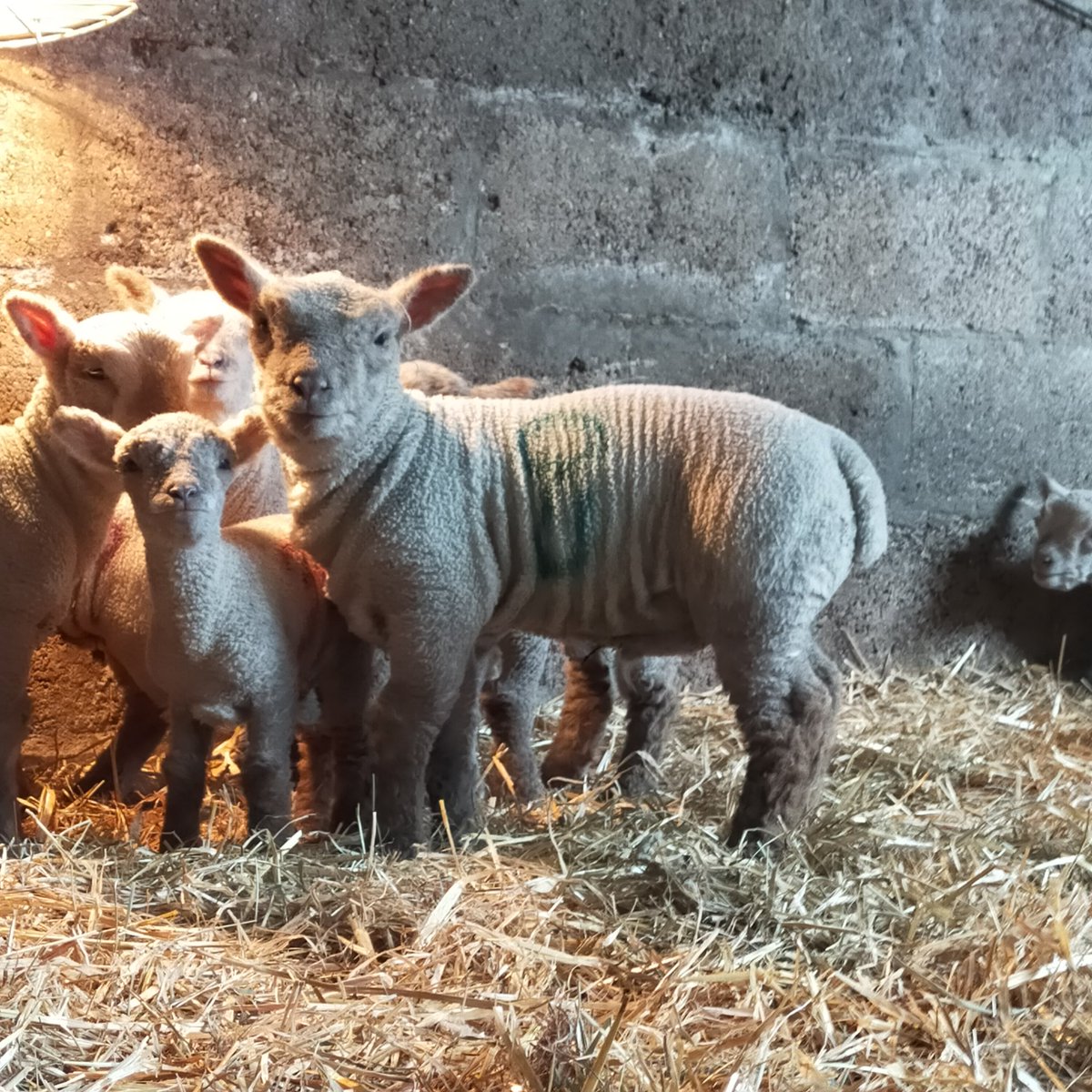 oakespedigrees's tweet photo. 3 1/2 weeks and look at the shape on him π who needs continentals when natives can be just a good quality #gonative #southdownsheep #sheep365 #nativebred #downbreed #arse #shape #quality https://t.co/evLSZexgRD