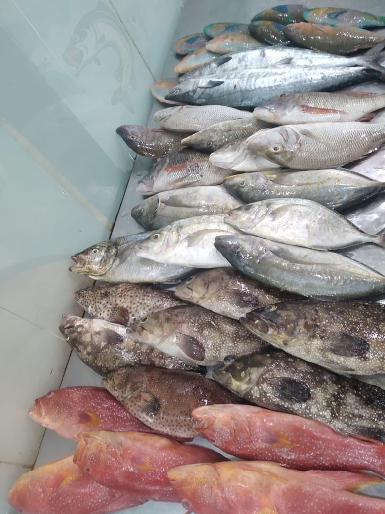 nasimfish's tweet photo. سمك طازج اليوم الخميس ٨/٢٦ من بحر الليث مباشرة إلى المطعم .
أين الباحثون عن الطازج؟! https://t.co/GircifGKbK