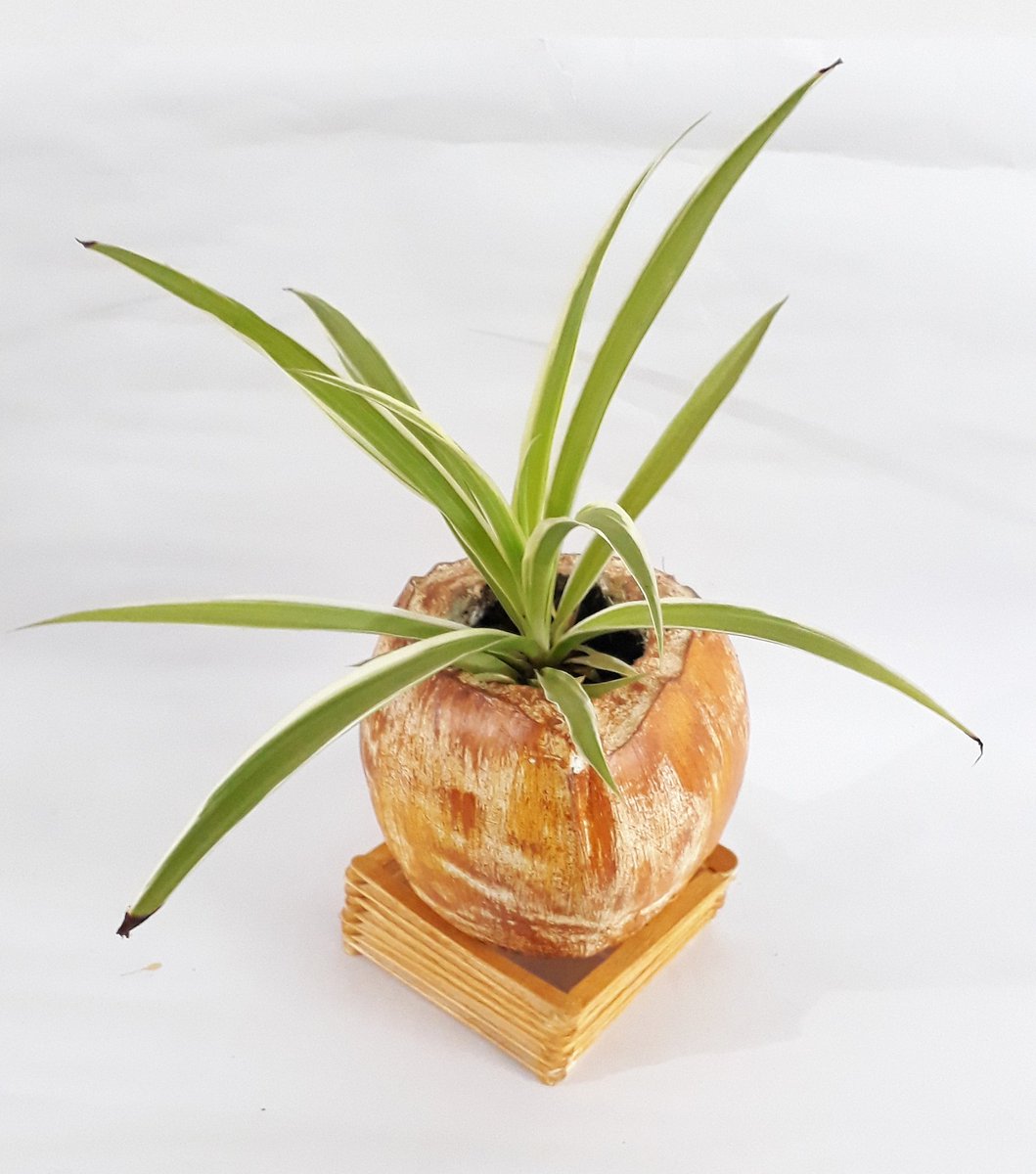 ThePiyushDagar's tweet photo. DIY Coconut Shell Craft Ideas || New Video is out on my channel go and check out👇👇
https://t.co/tS22YBU1vs
#CreativeIdeas #support #viral #instagram #keepgoing #coconut #bestoftheday #coconutcraftwork #coconutcraft #bestoutofwaste #coconutshellcraft https://t.co/P9SQeDOTUB